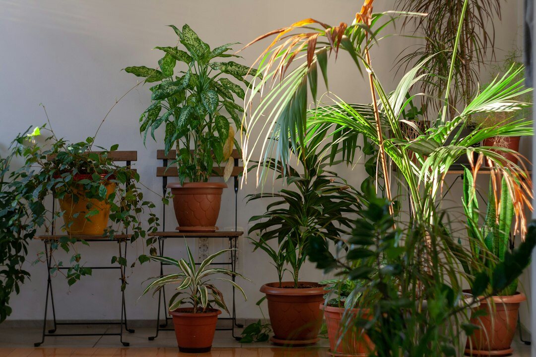 indoor plants collection