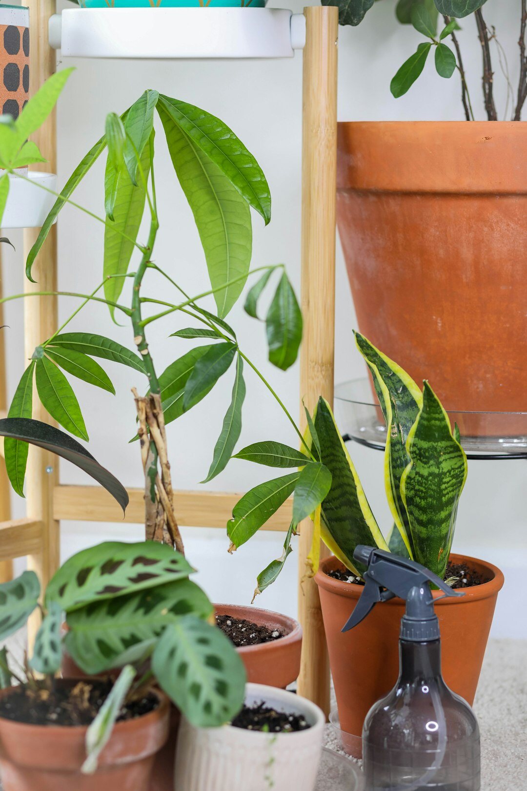 woman watering indoor plants