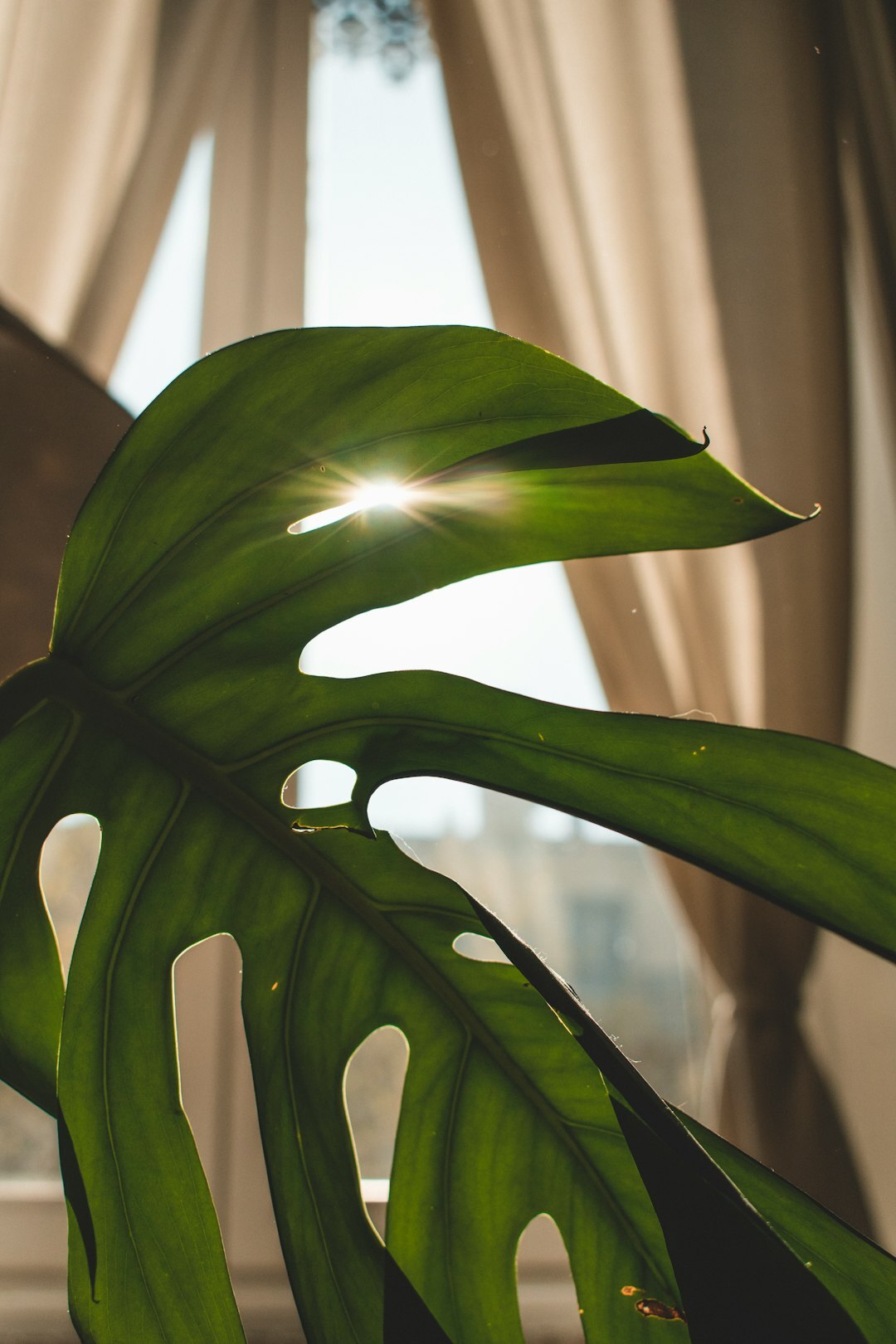 Close-up of a large monstera leaf against a bright window