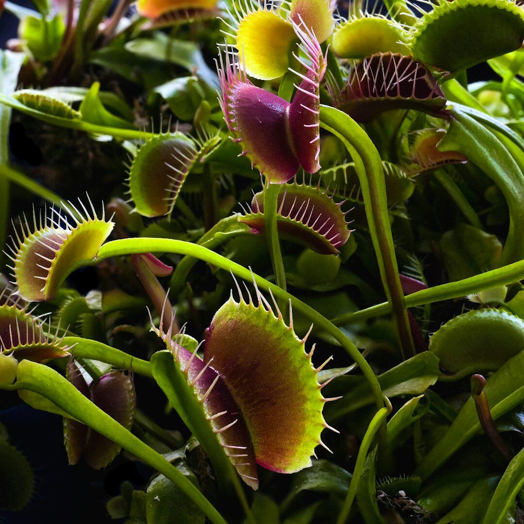 venus fly trap in sunlight
