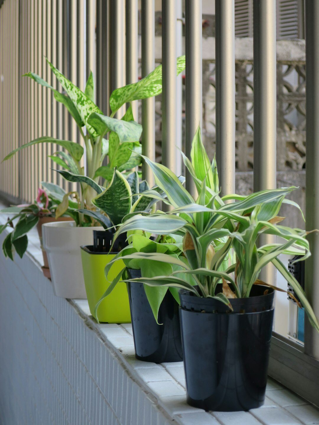 Small apartment balcony with potted plants and herbs in Montevideo style building