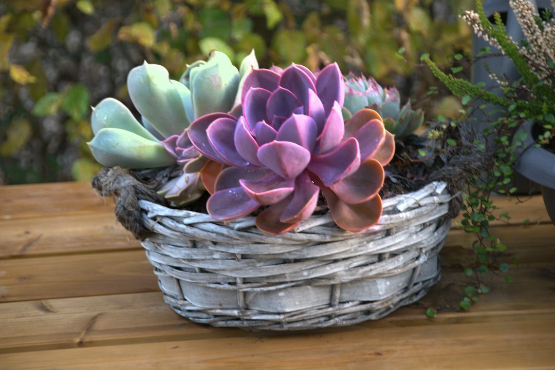 indoor plant arrangement