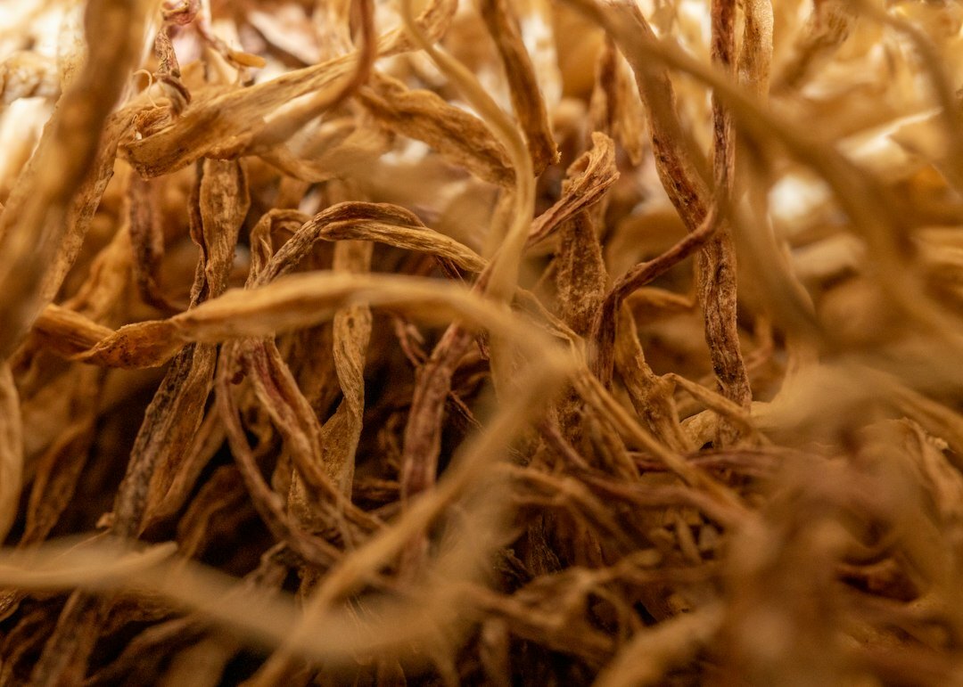 orchid roots close up