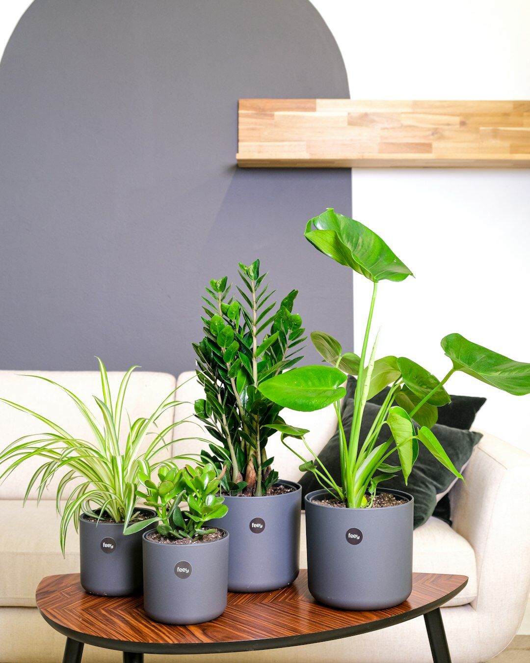 indoor plants in living room