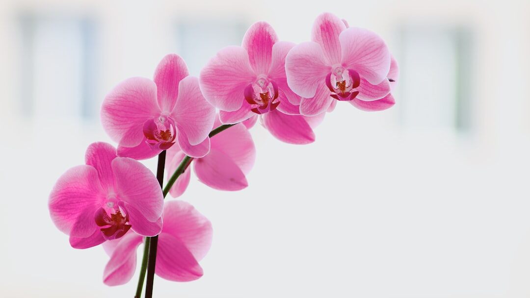 orchid flowers blooming