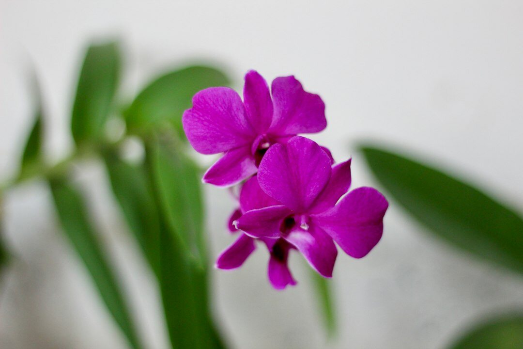 colorful orchid arrangement