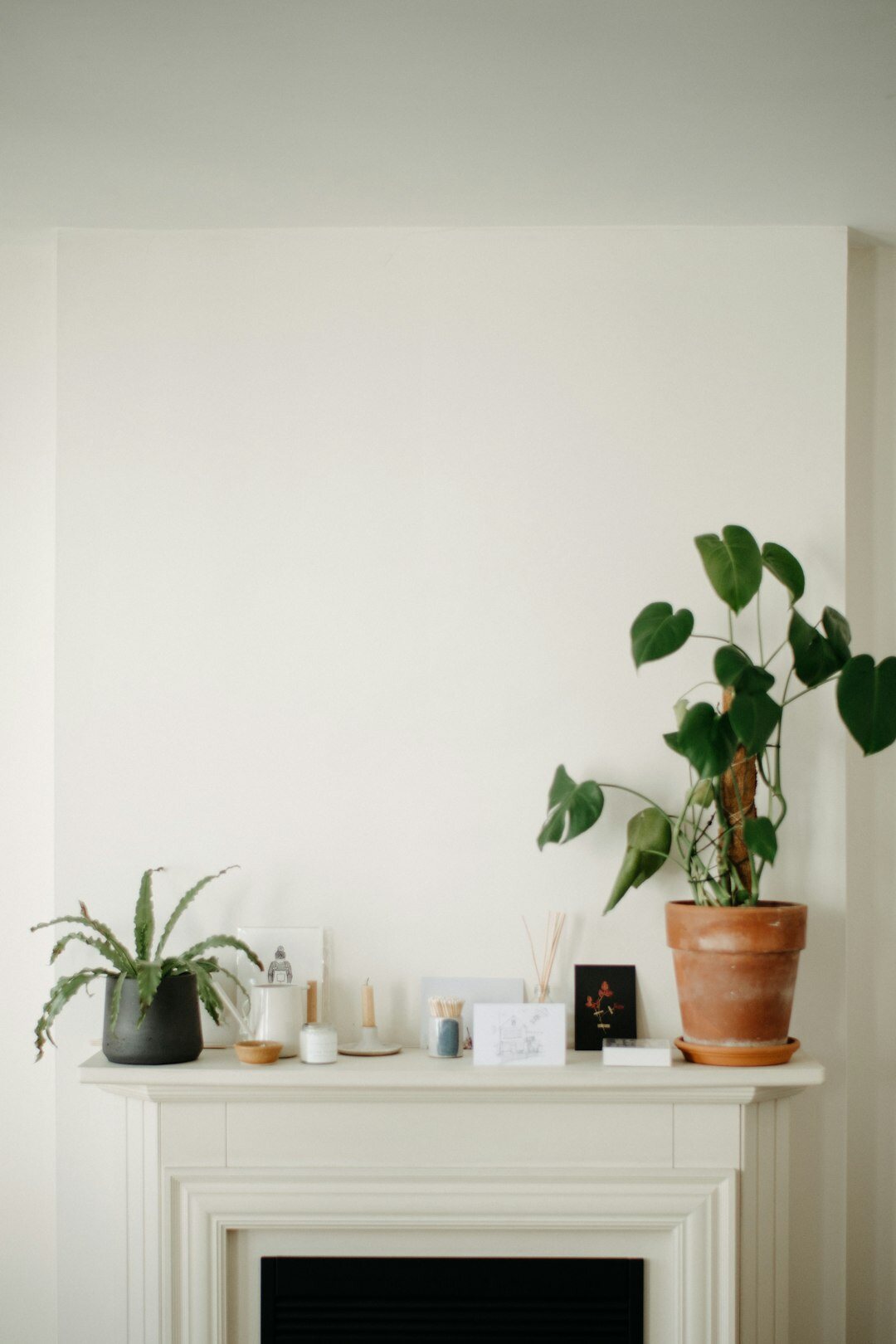 indoor plants in living room