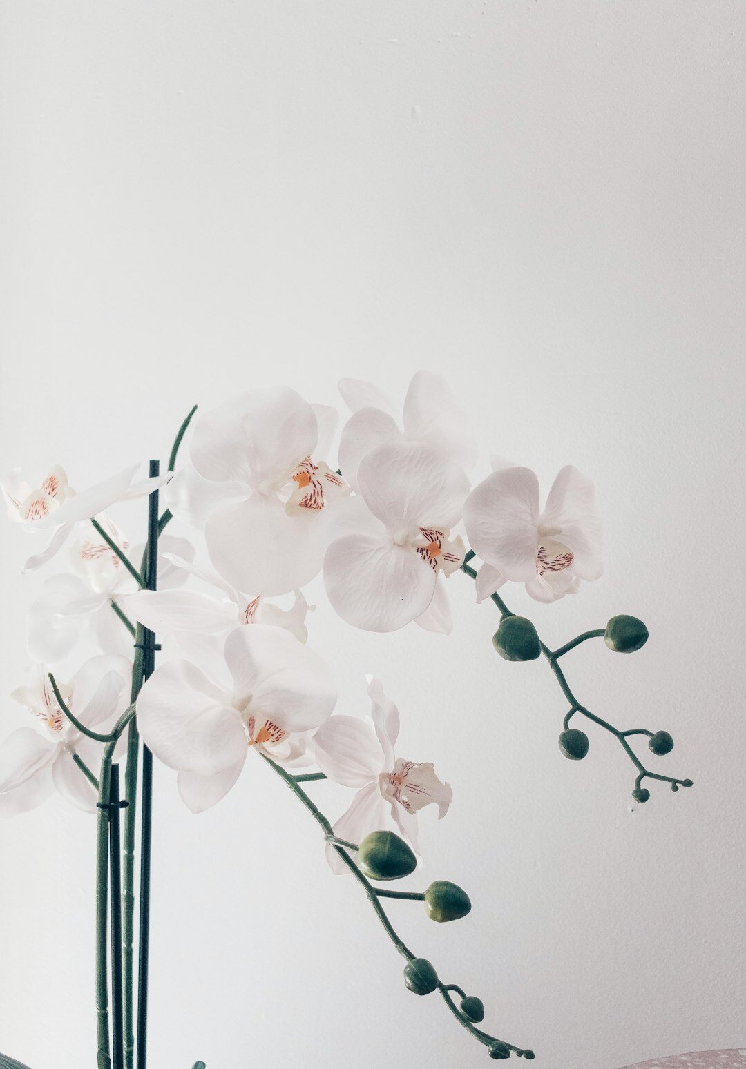 orchid flowers blooming