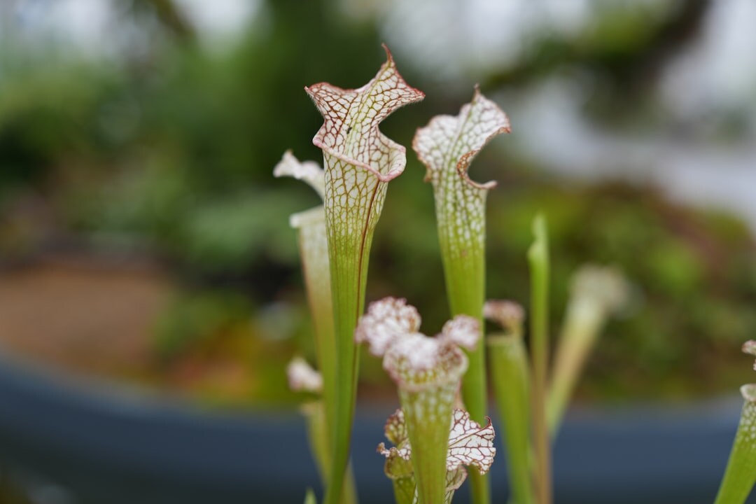 sarracenia pitcher plant