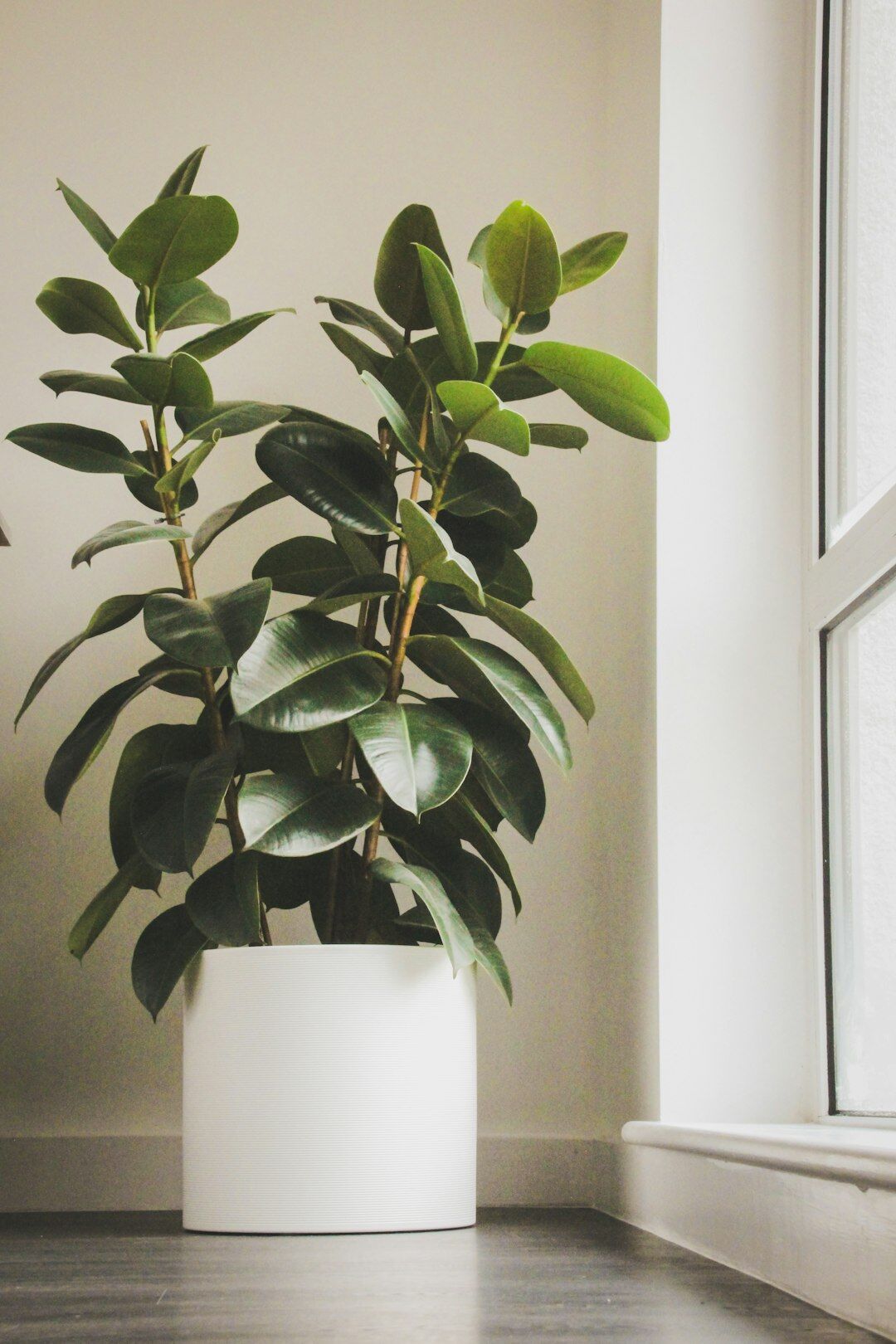 indoor plant arrangement