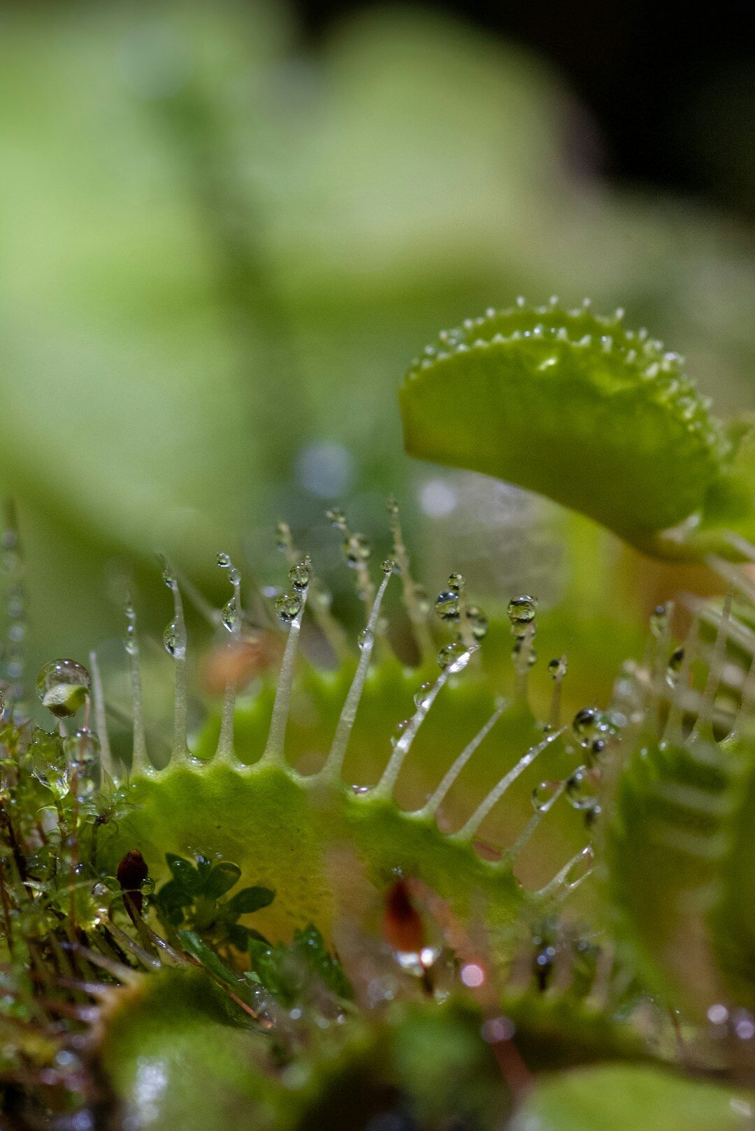 venus fly trap close up