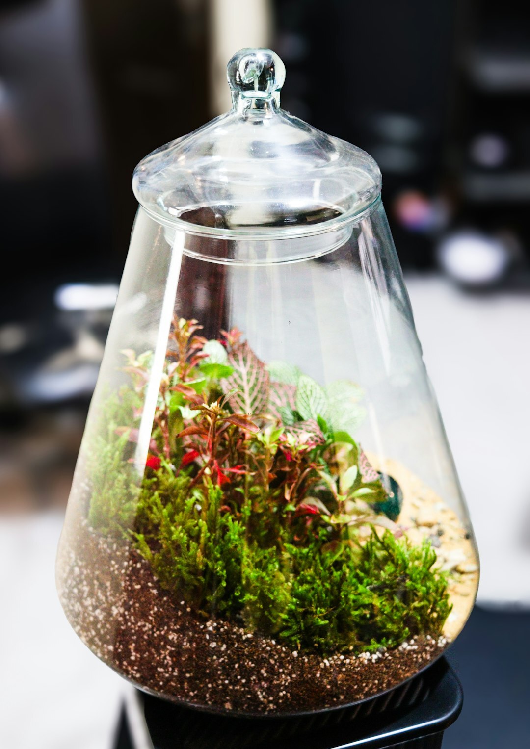 carnivorous plants terrarium