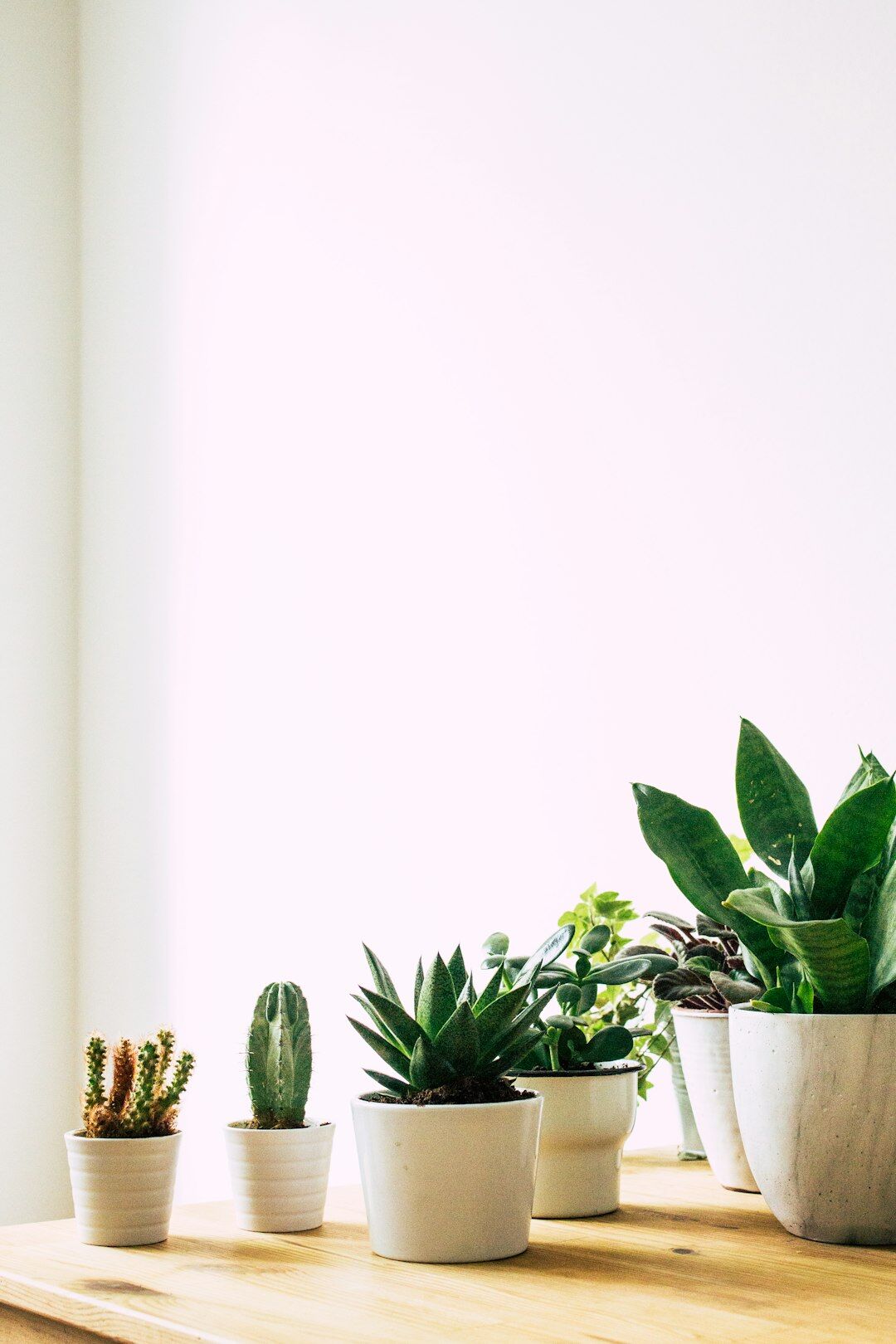 Collection of indoor plants arranged near a sunny windowsill